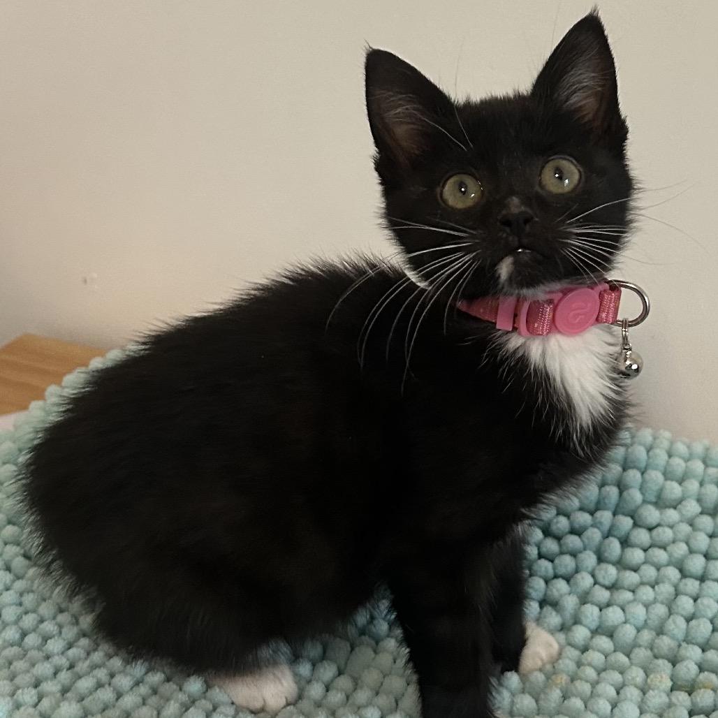 Janice, Adoptable, Kitten Female Domestic Short Hair.