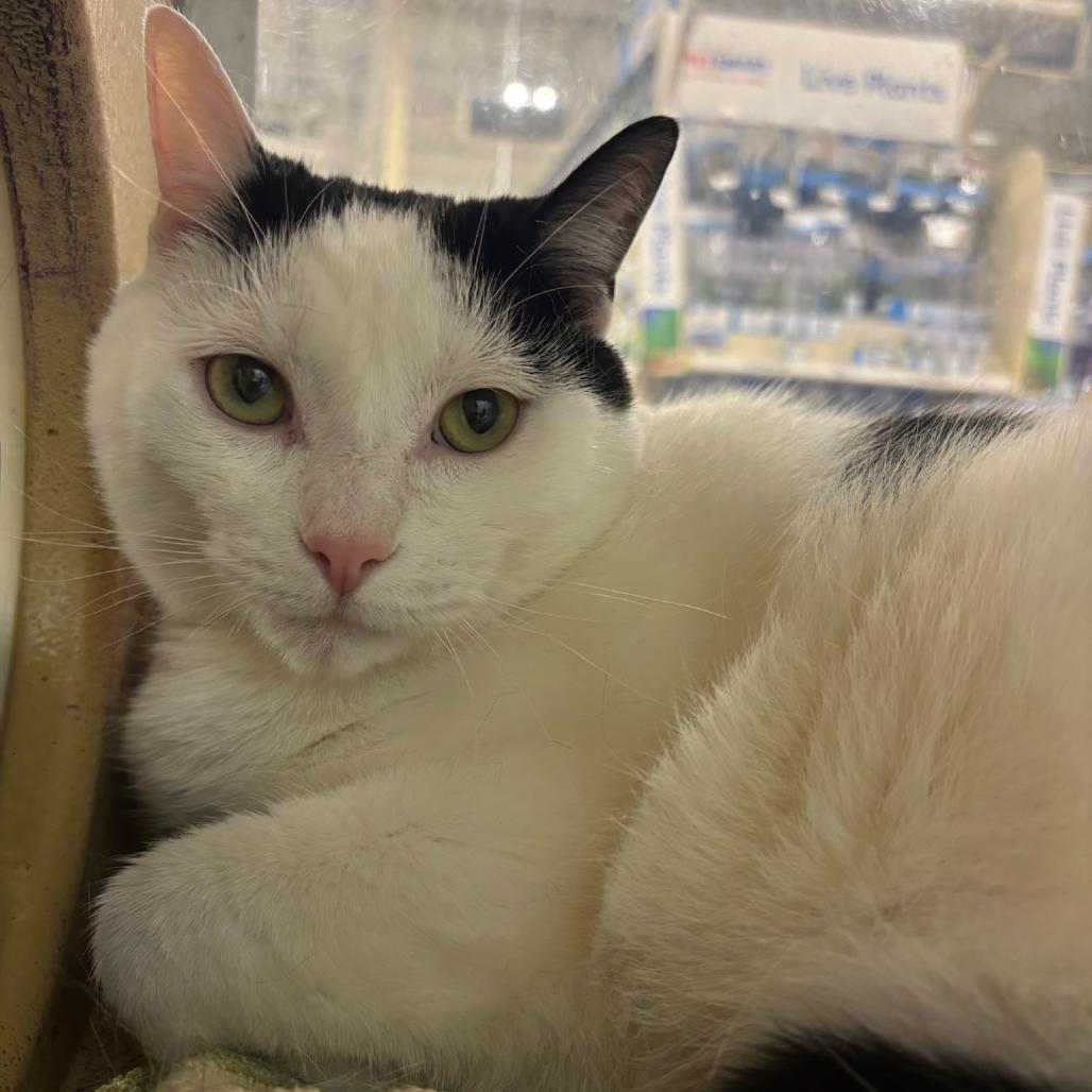 Linny, a Adoptable Domestic Short Hair in Hopewell, VA image 1/3
