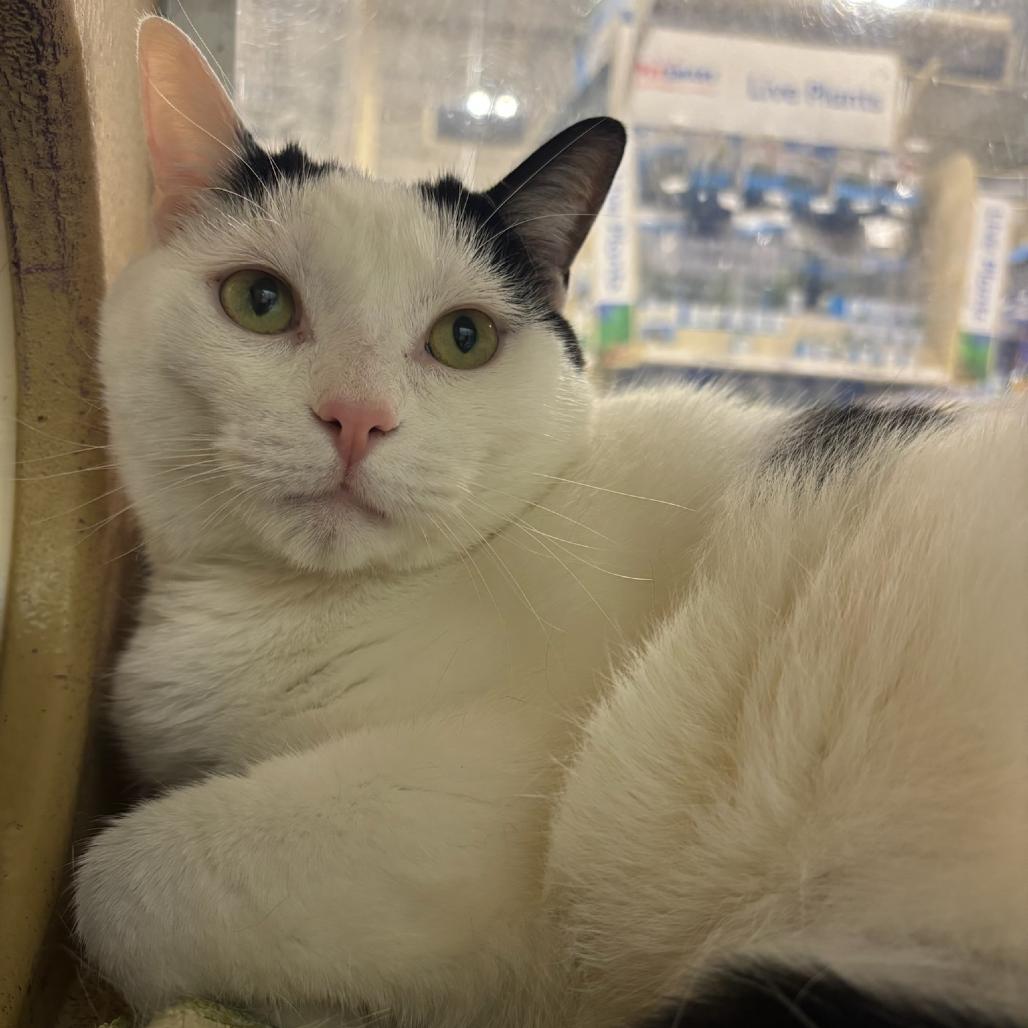Linny, a Adoptable Domestic Short Hair in Hopewell, VA image 2/3