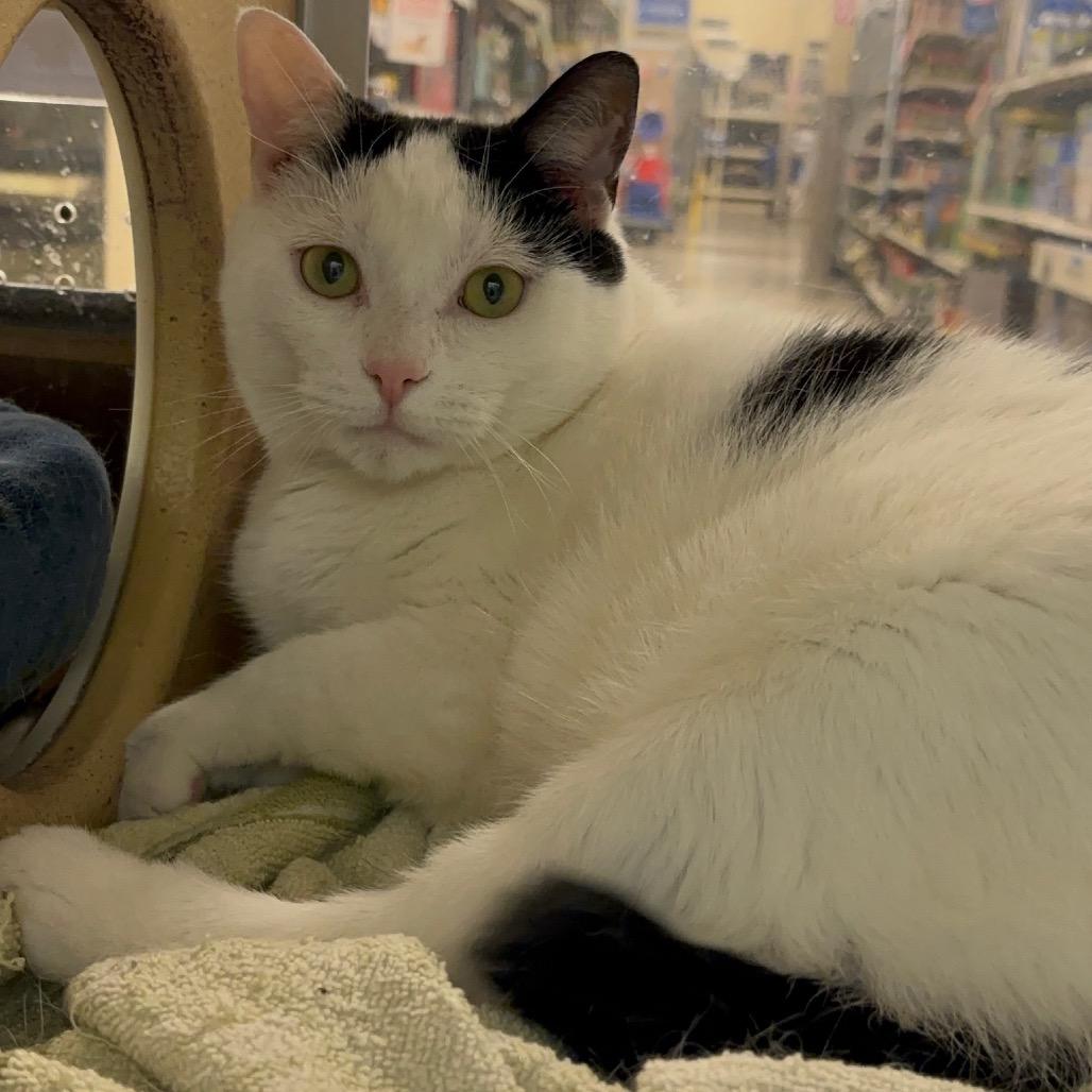 Linny, a Adoptable Domestic Short Hair in Hopewell, VA image 3/3