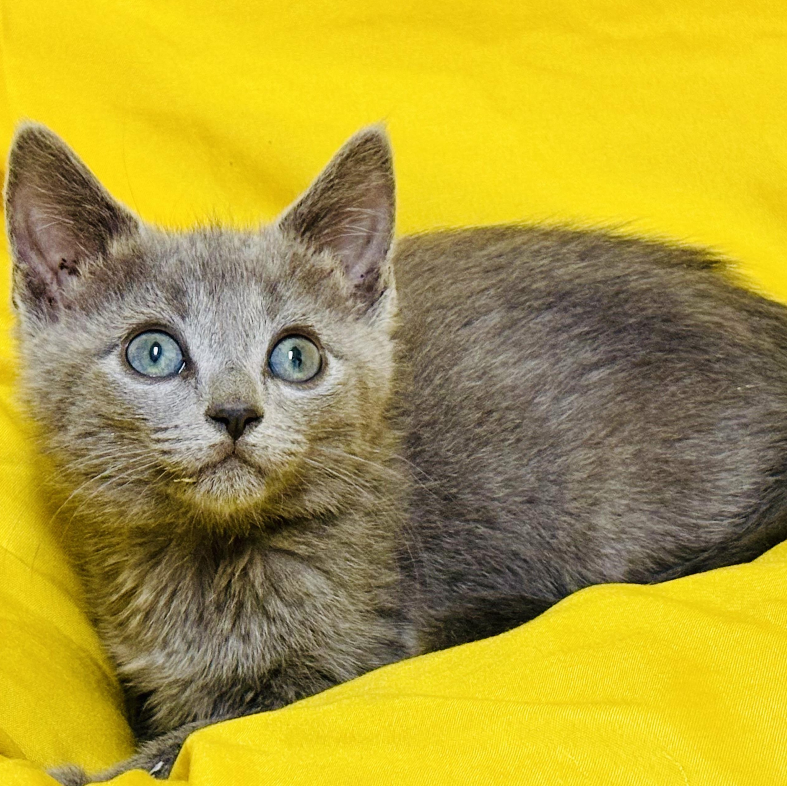 Enlarge Lion, an adopted mixed breed in Beverly Hills, CA image 1/1