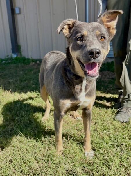 Zola, Adoptable, Young Female Australian Shepherd & Blue Lacy.