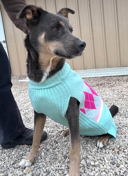 Enlarge Zola, a Adoptable mixed breed in Austin, TX image 2/4