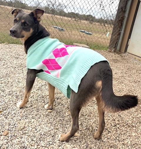 Enlarge Zola, a Adoptable mixed breed in Austin, TX image 4/4