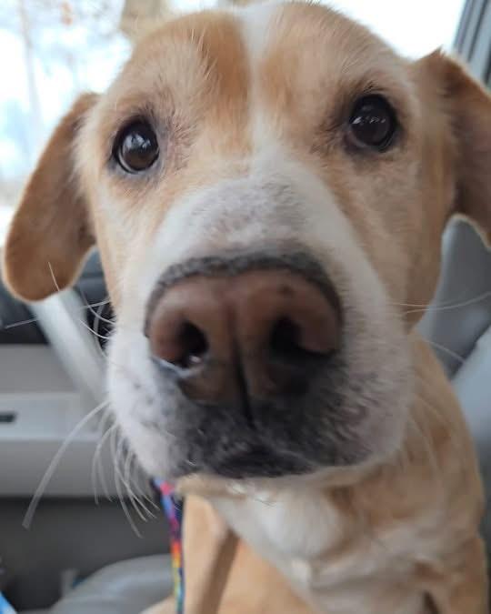 Enlarge Lilly, a Adoptable mixed breed in Friendship, NY image 2/6