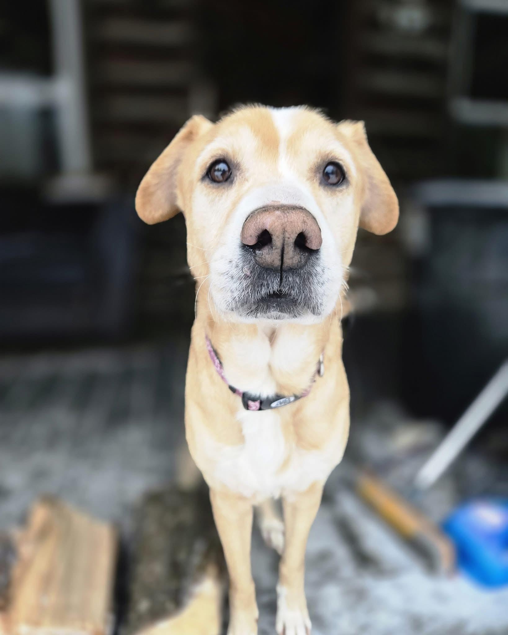 Lilly, Adoptable, Senior Female Yellow Labrador Retriever.