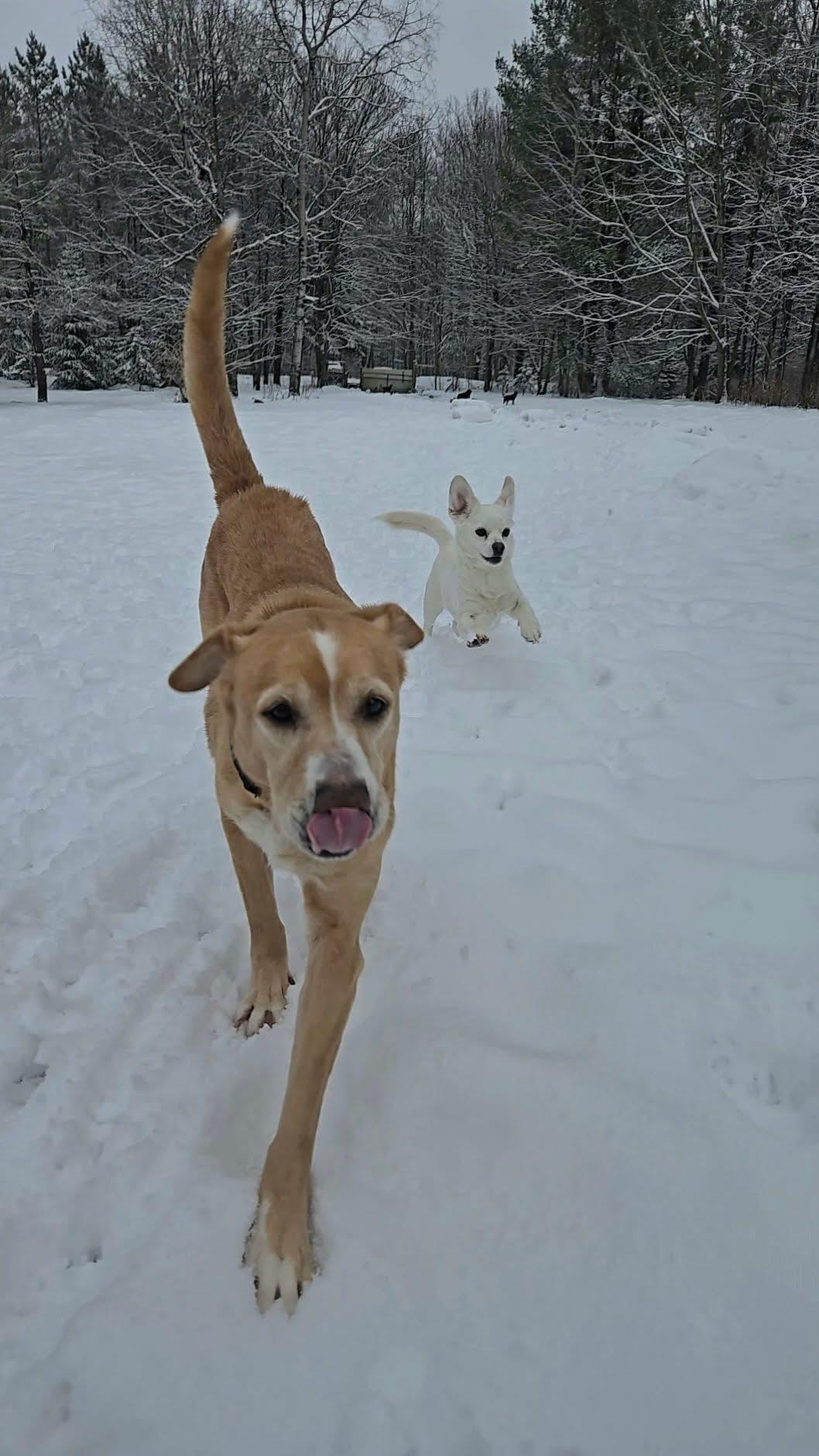 Enlarge Lilly, a Adoptable mixed breed in Friendship, NY image 3/6