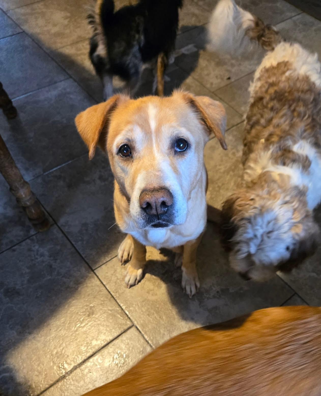 Enlarge Lilly, a Adoptable mixed breed in Friendship, NY image 4/6