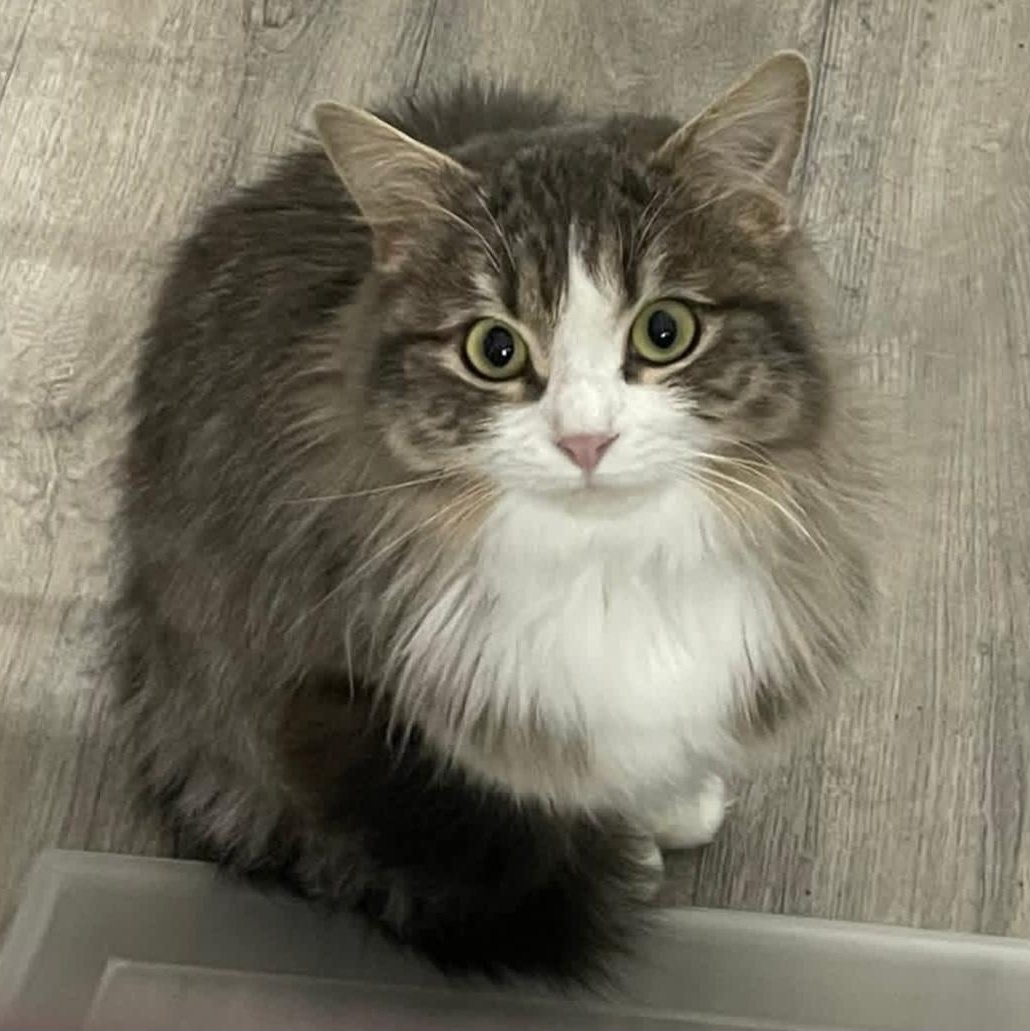 Marlowe, adopted, Young Female Domestic Long Hair.