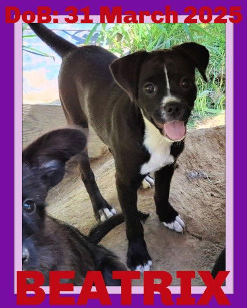 Enlarge BEATRIX, a Adopted mixed breed in Sebec, ME image 1/2