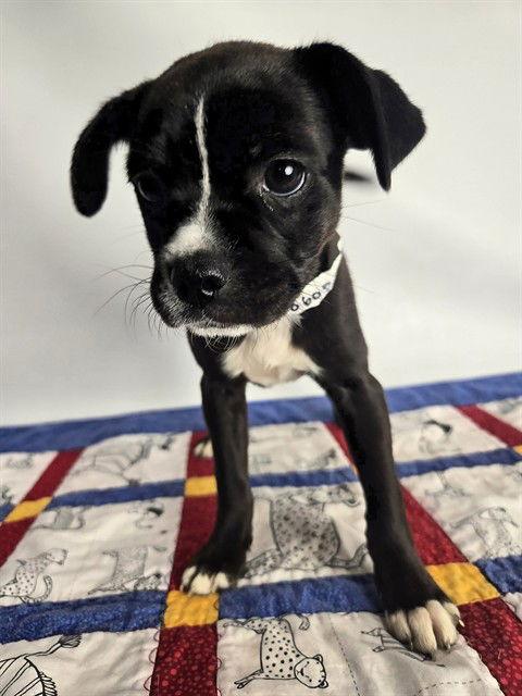 Enlarge BEATRIX, a Adopted mixed breed in Sebec, ME image 2/2