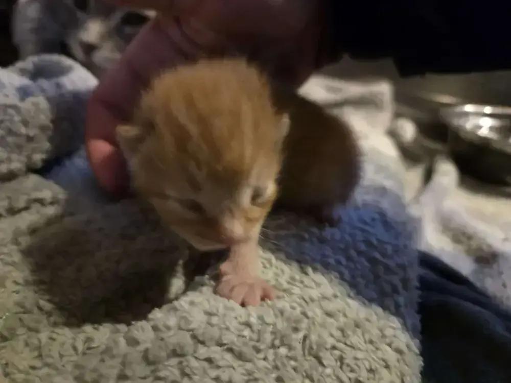 Enlarge Janus, a Adoptable Domestic Short Hair in Grand Rapids, MI image 1/4