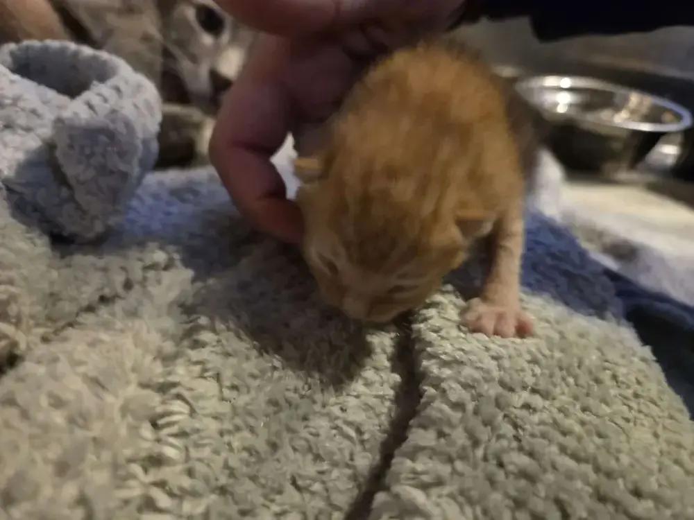 Enlarge Janus, a Adoptable Domestic Short Hair in Grand Rapids, MI image 2/4