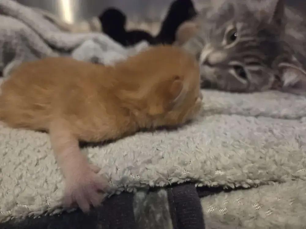 Enlarge Janus, a Adoptable Domestic Short Hair in Grand Rapids, MI image 3/4