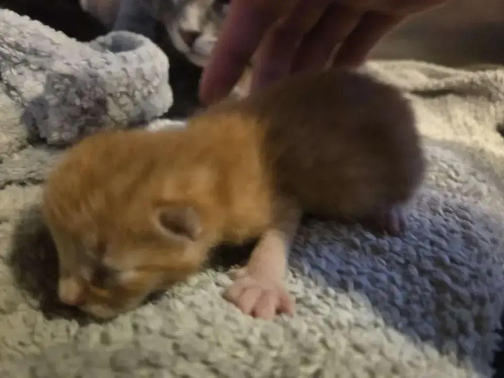 Enlarge Janus, a Adoptable Domestic Short Hair in Grand Rapids, MI image 4/4