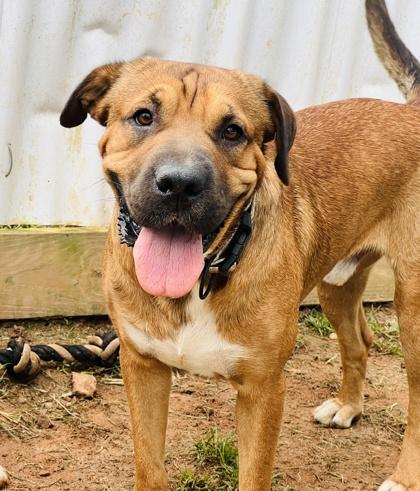 Enlarge Antonio Fostered HW Fee Waived, a Adoptable mixed breed in Seneca, SC image 3/3