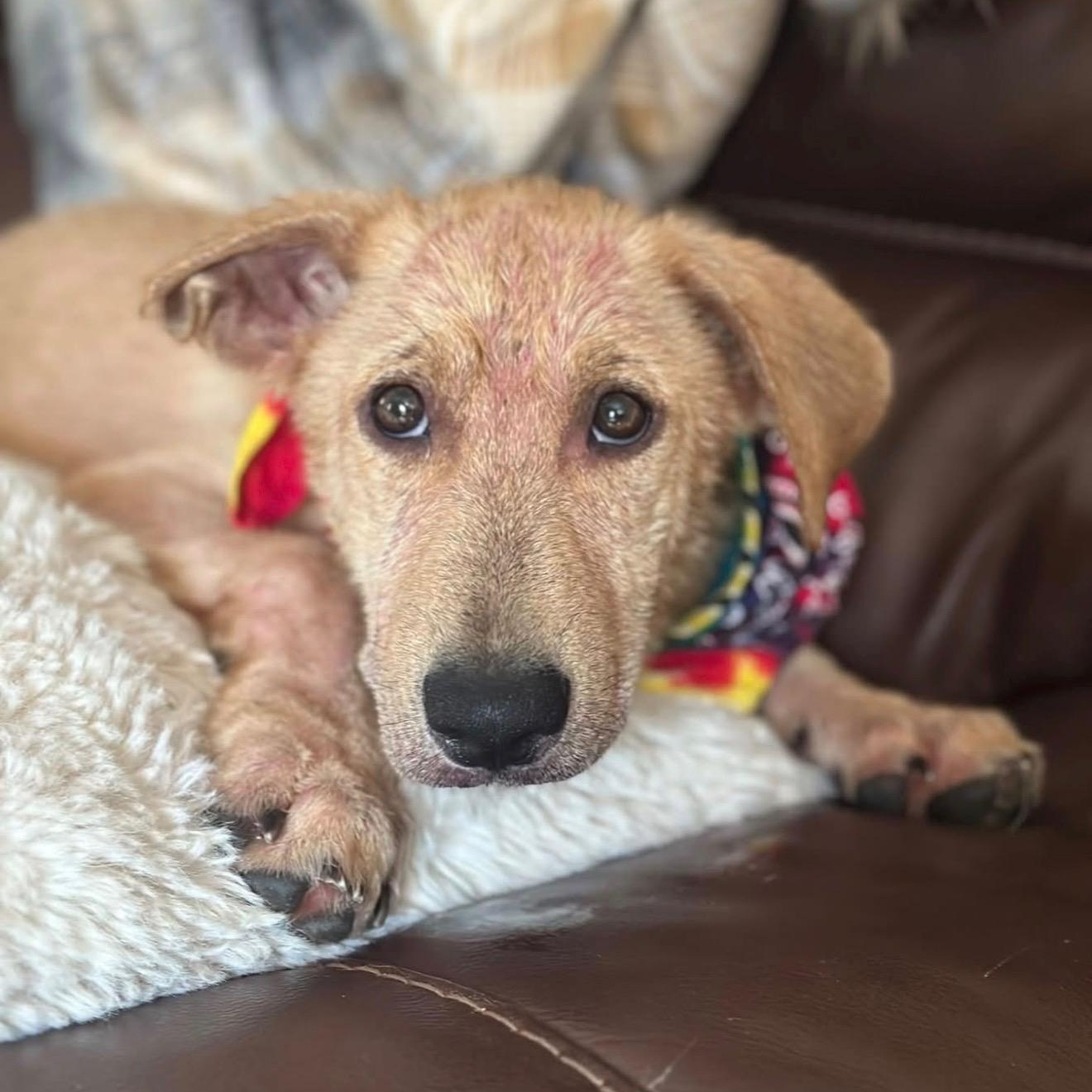 Enlarge Basil, a Adopted mixed breed in Cedarburg, WI image 1/5