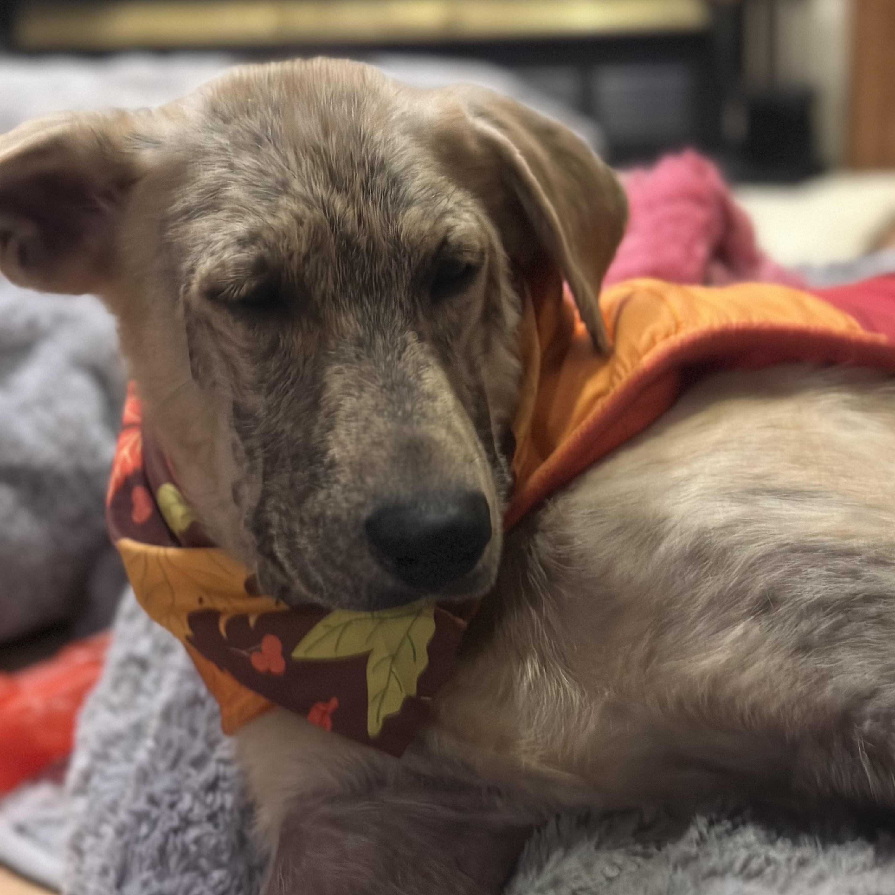Enlarge Basil, a Adopted mixed breed in Cedarburg, WI image 5/5