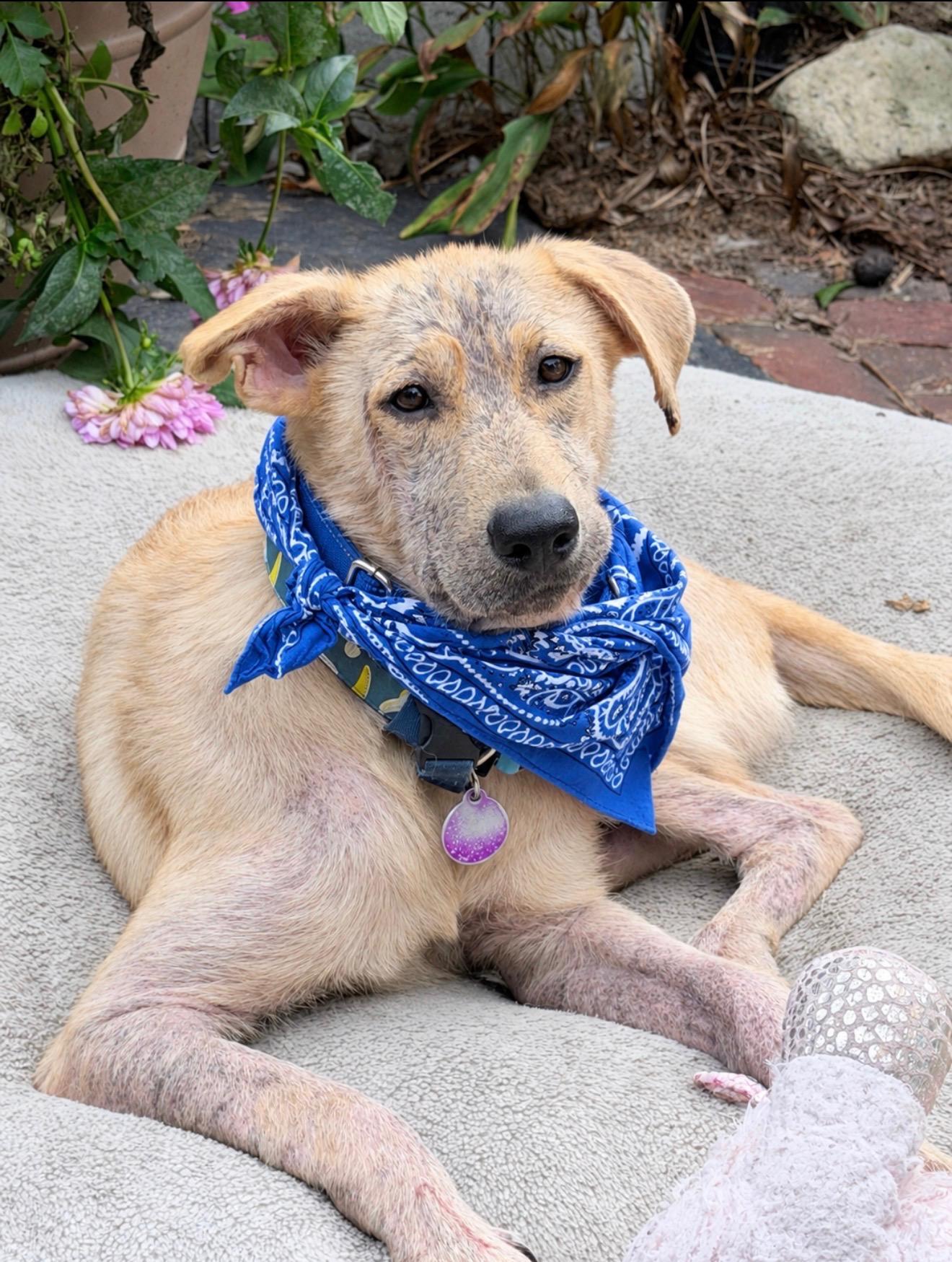 Enlarge Basil, a Adopted mixed breed in Cedarburg, WI image 2/5