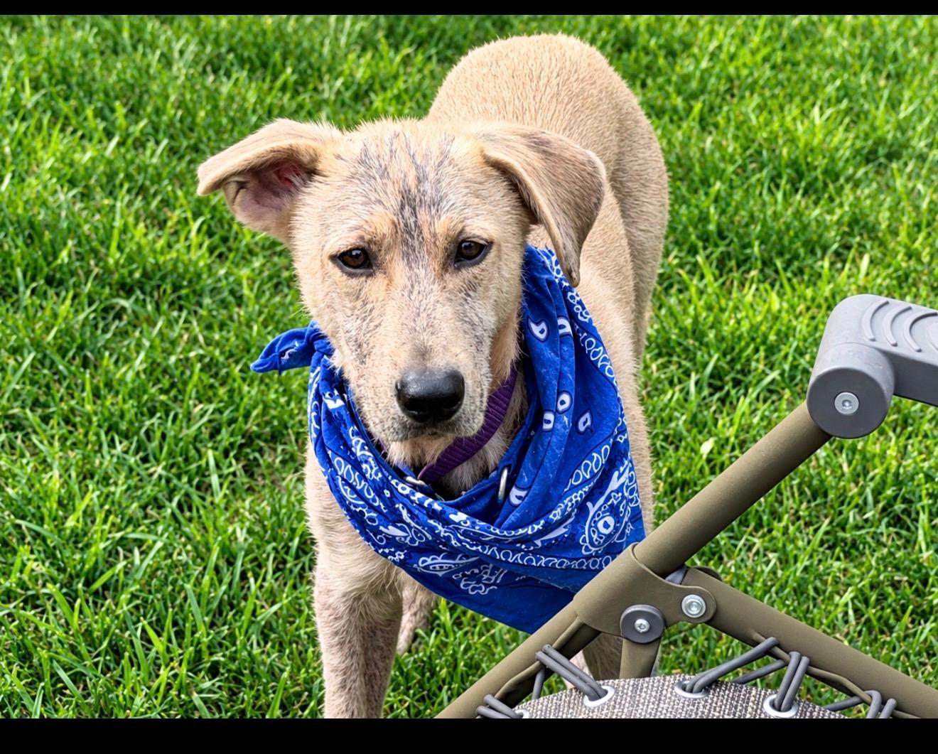 Enlarge Basil, a Adopted mixed breed in Cedarburg, WI image 3/5