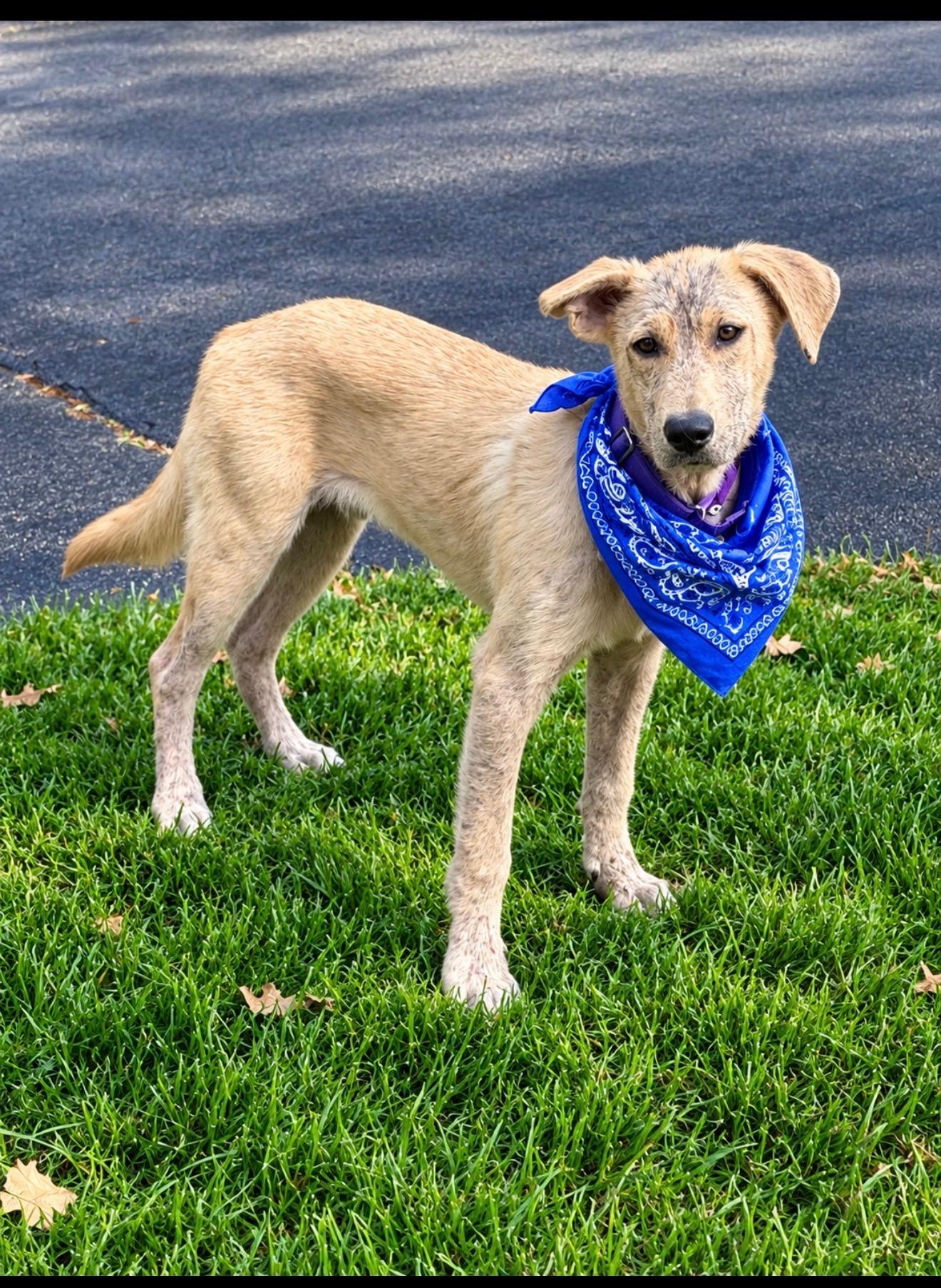 Enlarge Basil, a Adopted mixed breed in Cedarburg, WI image 4/5