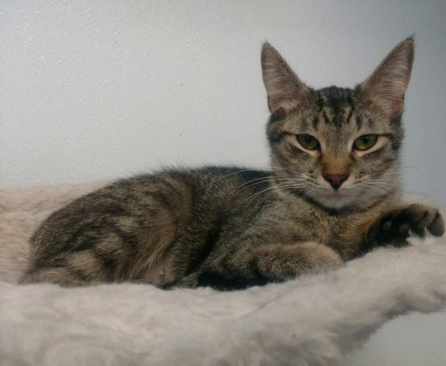 Wednesday, Adoptable, Adult Female Domestic Medium Hair.
