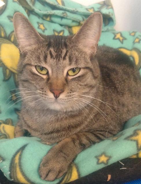 Enlarge Wednesday, a Adoptable mixed breed in Saginaw, MI image 4/4