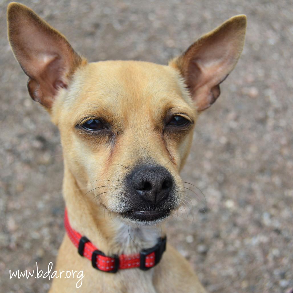 Enlarge Lima Beans, a Adoptable Chihuahua in Cheyenne, WY image 1/3