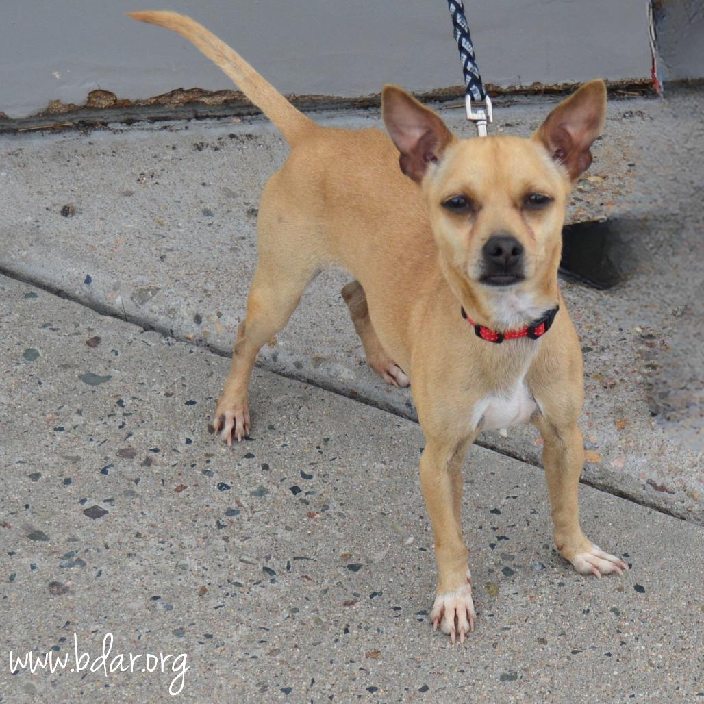 Enlarge Lima Beans, a Adoptable Chihuahua in Cheyenne, WY image 2/3