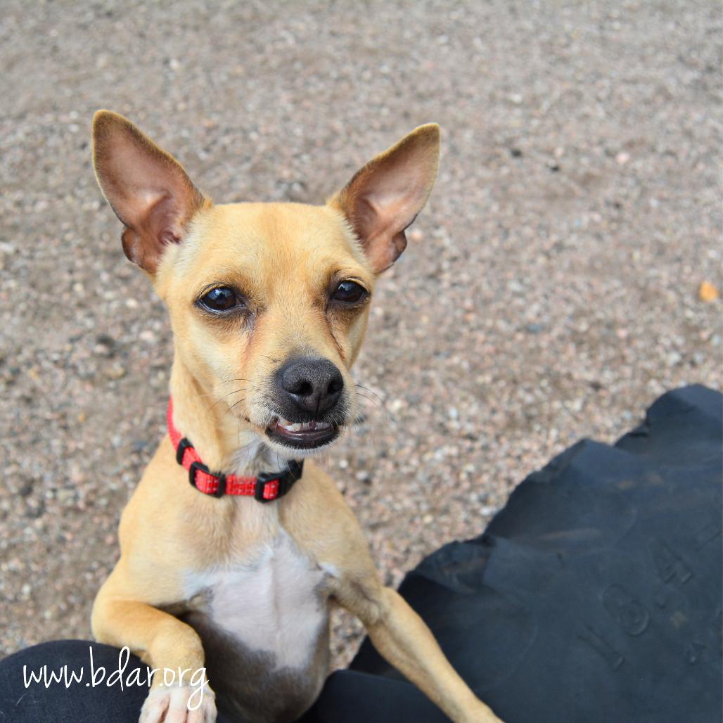 Enlarge Lima Beans, a Adoptable Chihuahua in Cheyenne, WY image 3/3