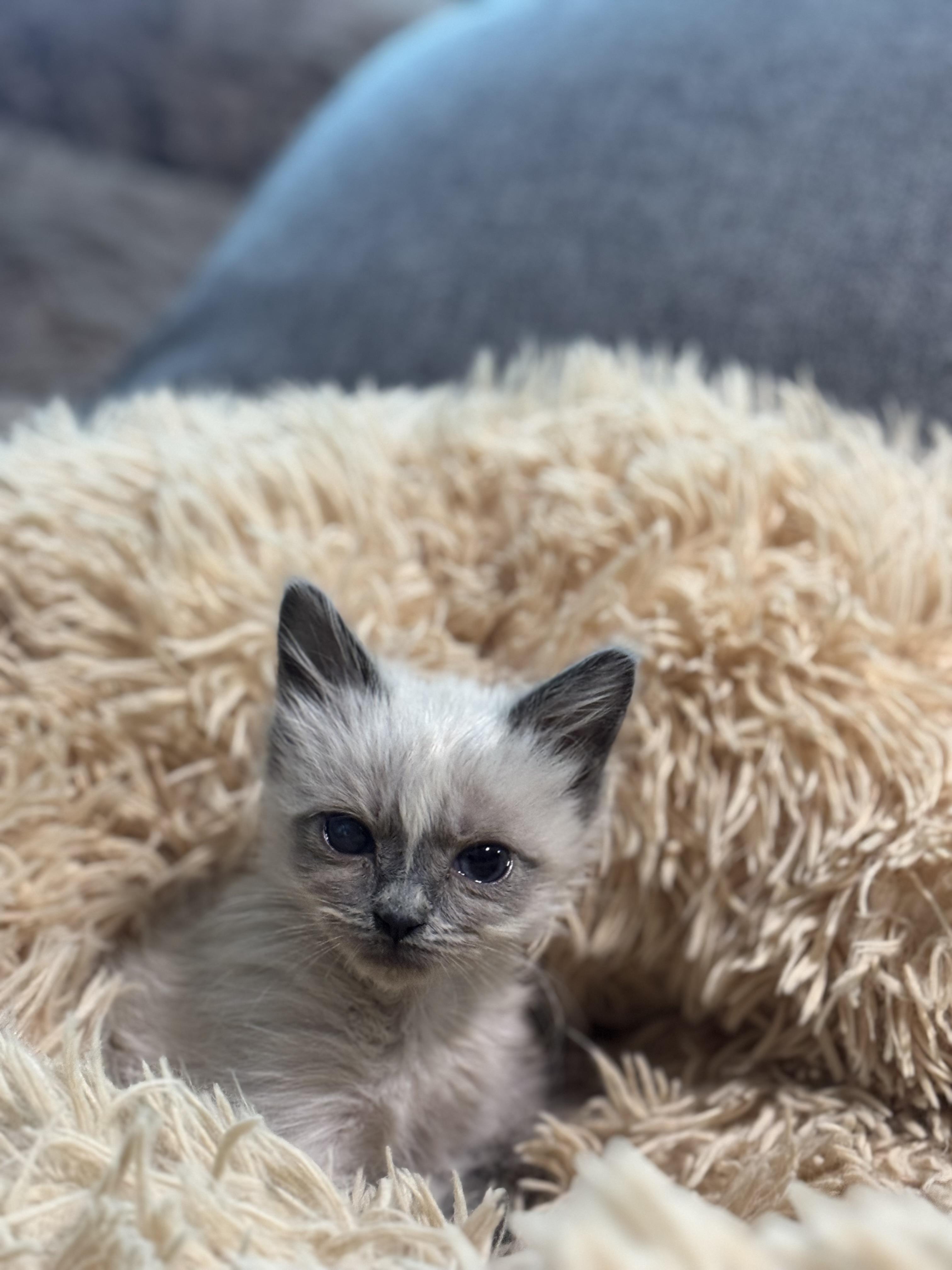 Enlarge Elsa, a Adoptable Siamese in Lodi, CA image 4/5