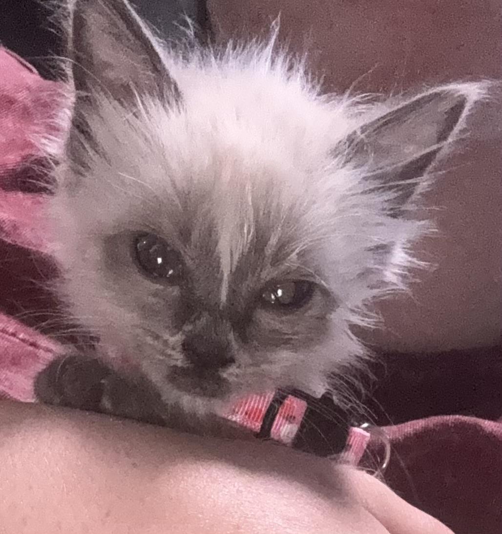 Enlarge Elsa, a Adoptable Siamese in Lodi, CA image 5/5