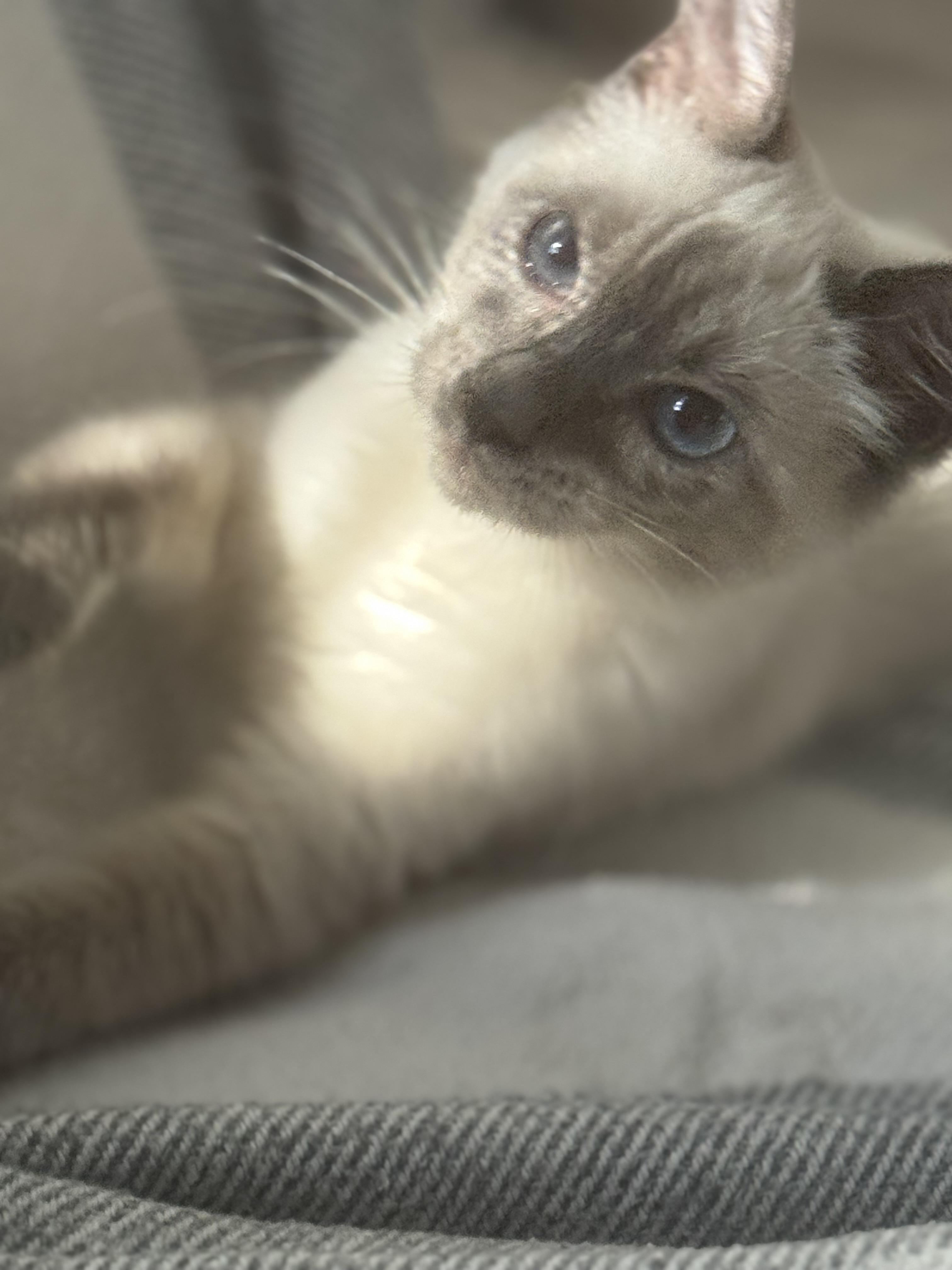 Enlarge Elsa, a Adoptable Siamese in Lodi, CA image 2/5