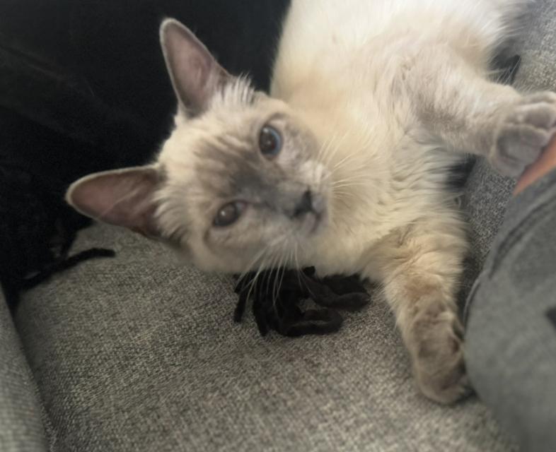 Enlarge Elsa, a Adoptable Siamese in Lodi, CA image 3/5