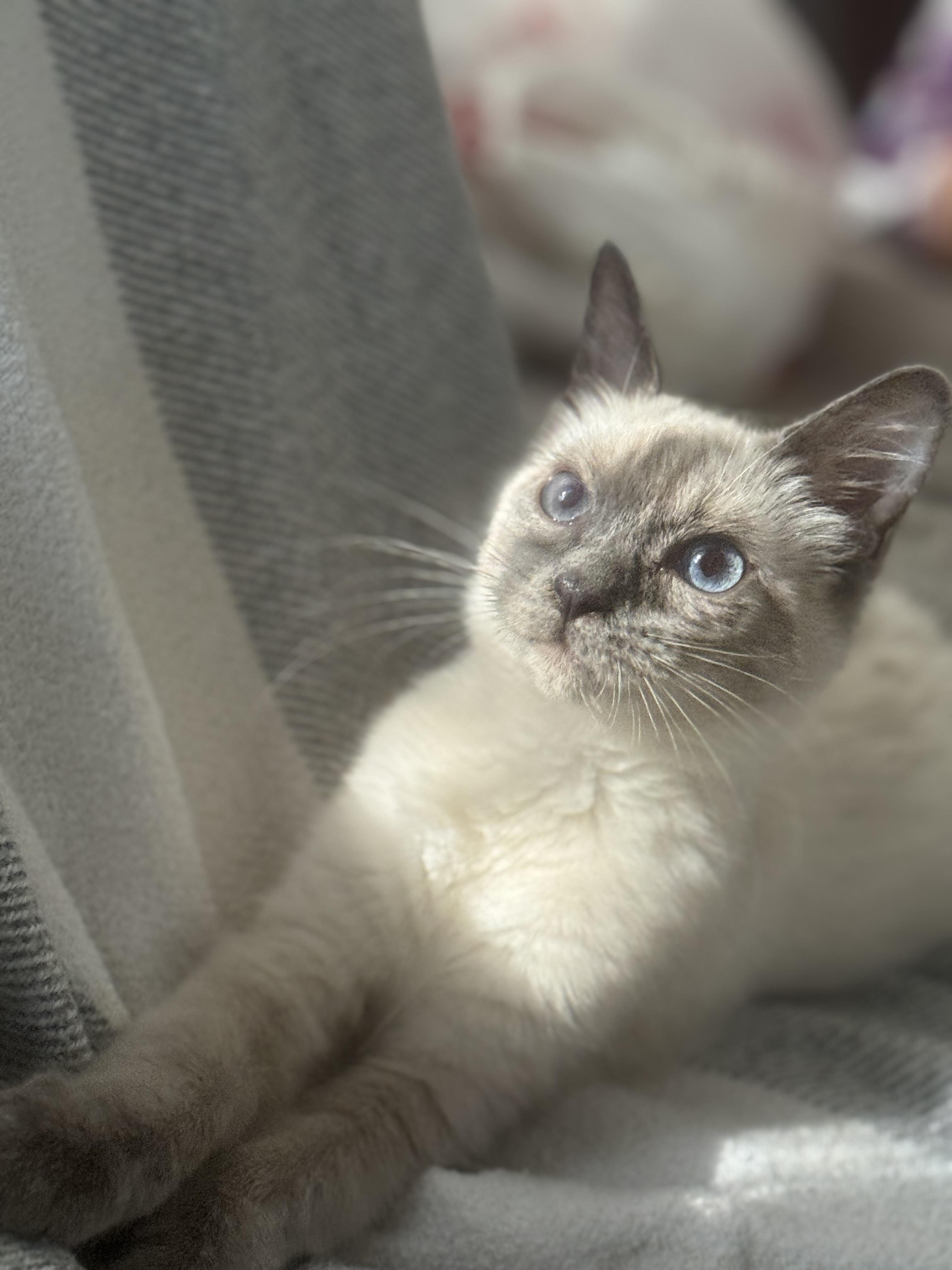 Enlarge Elsa, a Adoptable Siamese in Lodi, CA image 1/5