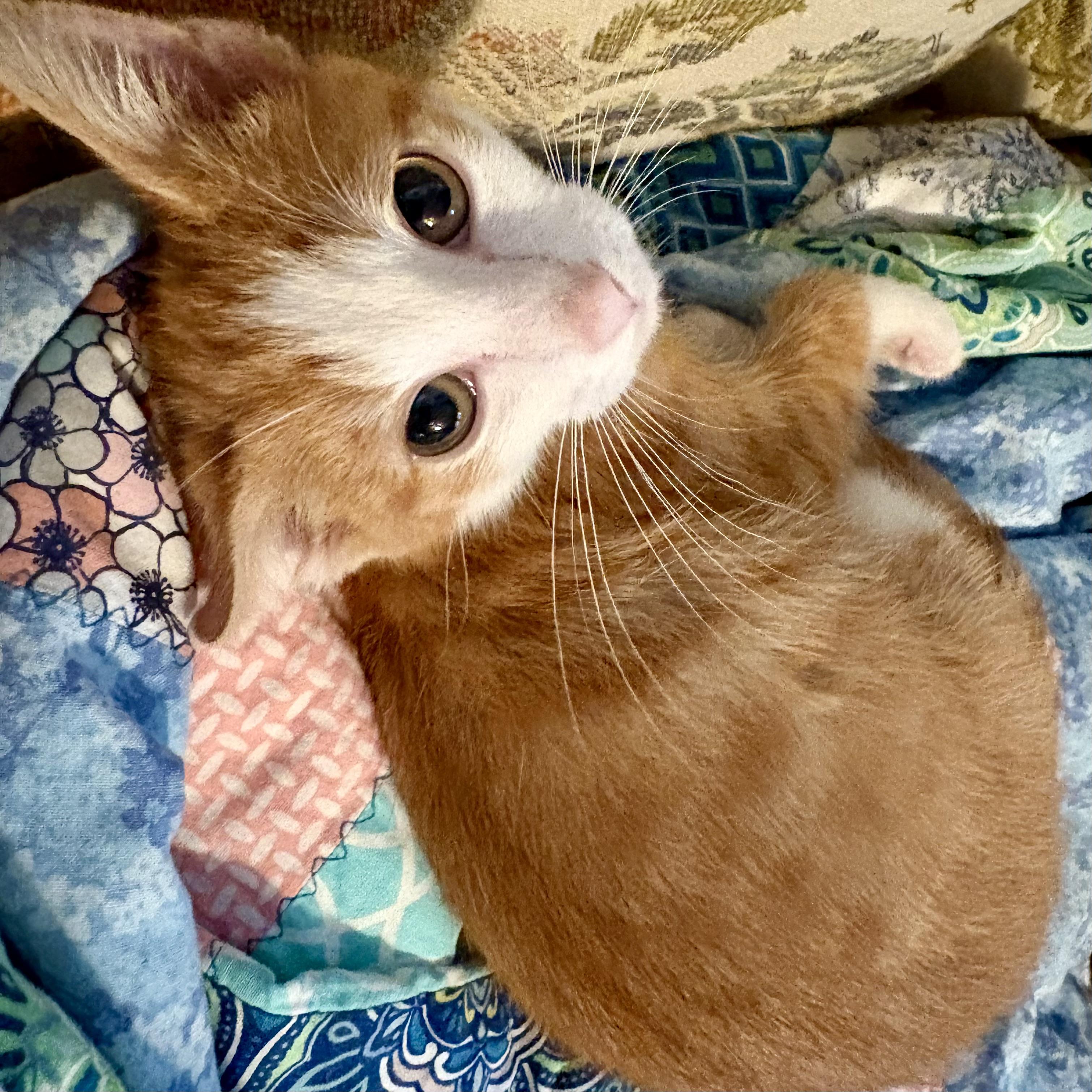 Simon, Adoptable, Young Male Domestic Short Hair.
