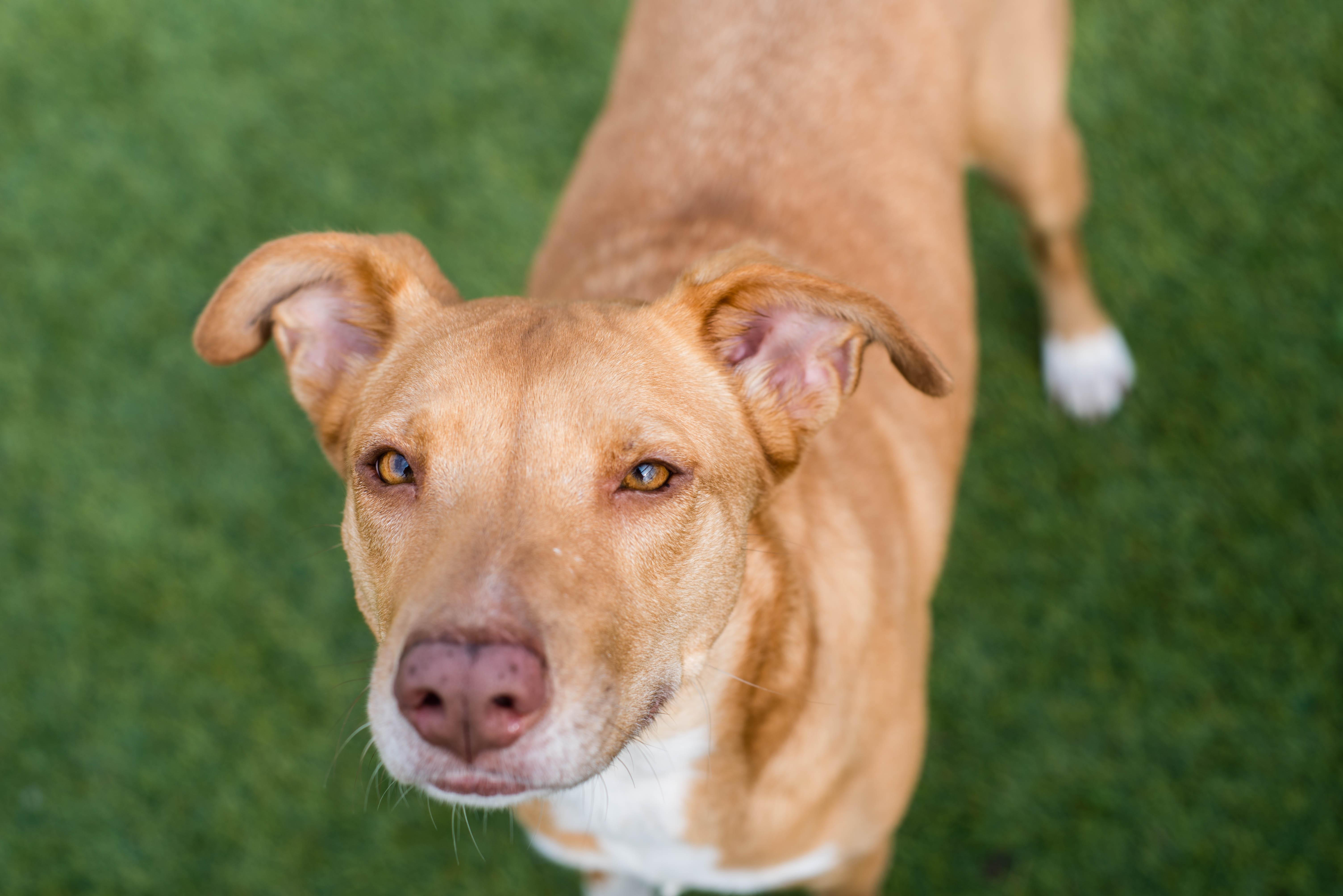 Enlarge Dumpling, a ADOPTABLE mixed breed in Mont Belvieu, TX image 3/4