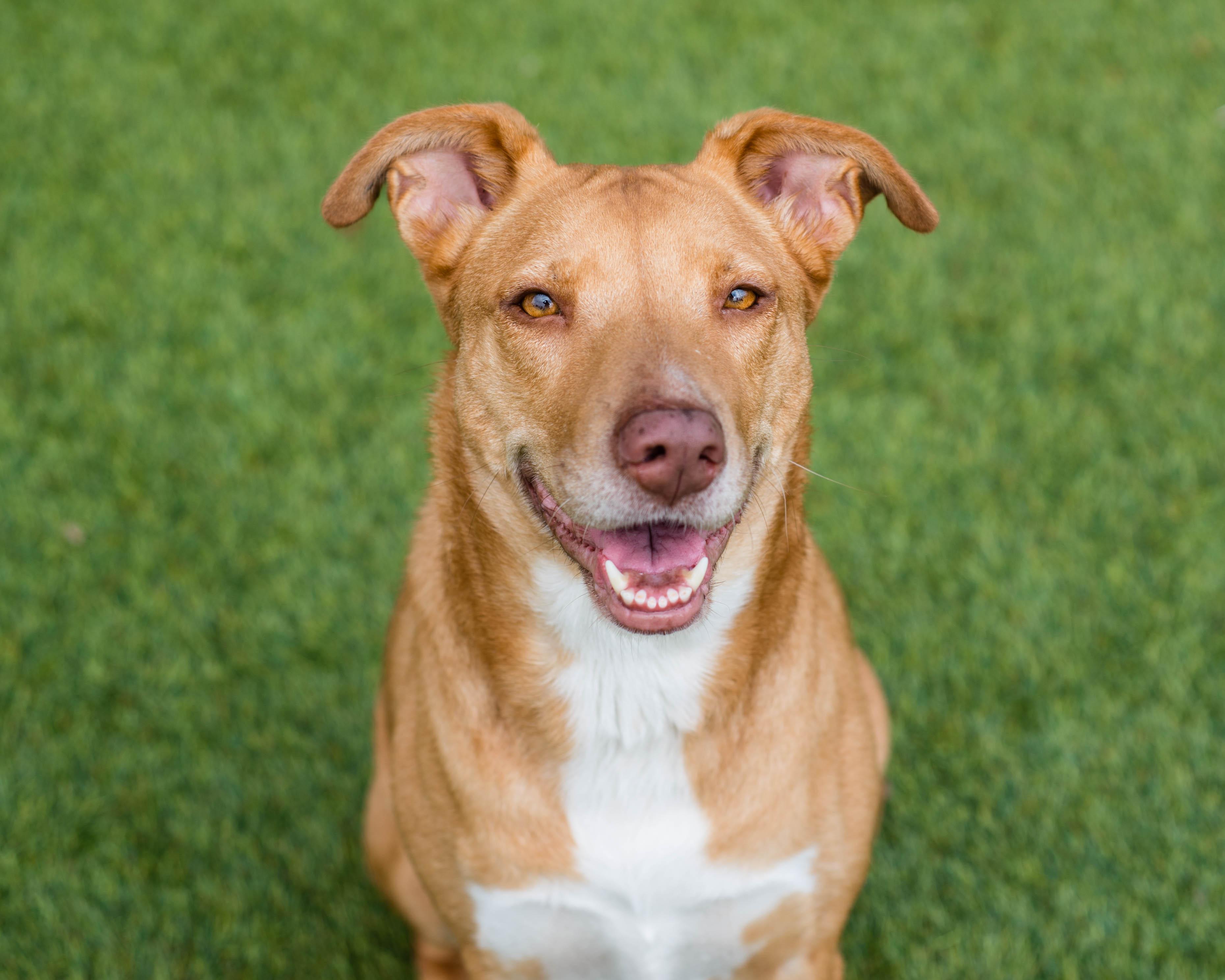 Dumpling, ADOPTABLE, Adult Female American Staffordshire Terrier & Labrador Retriever.