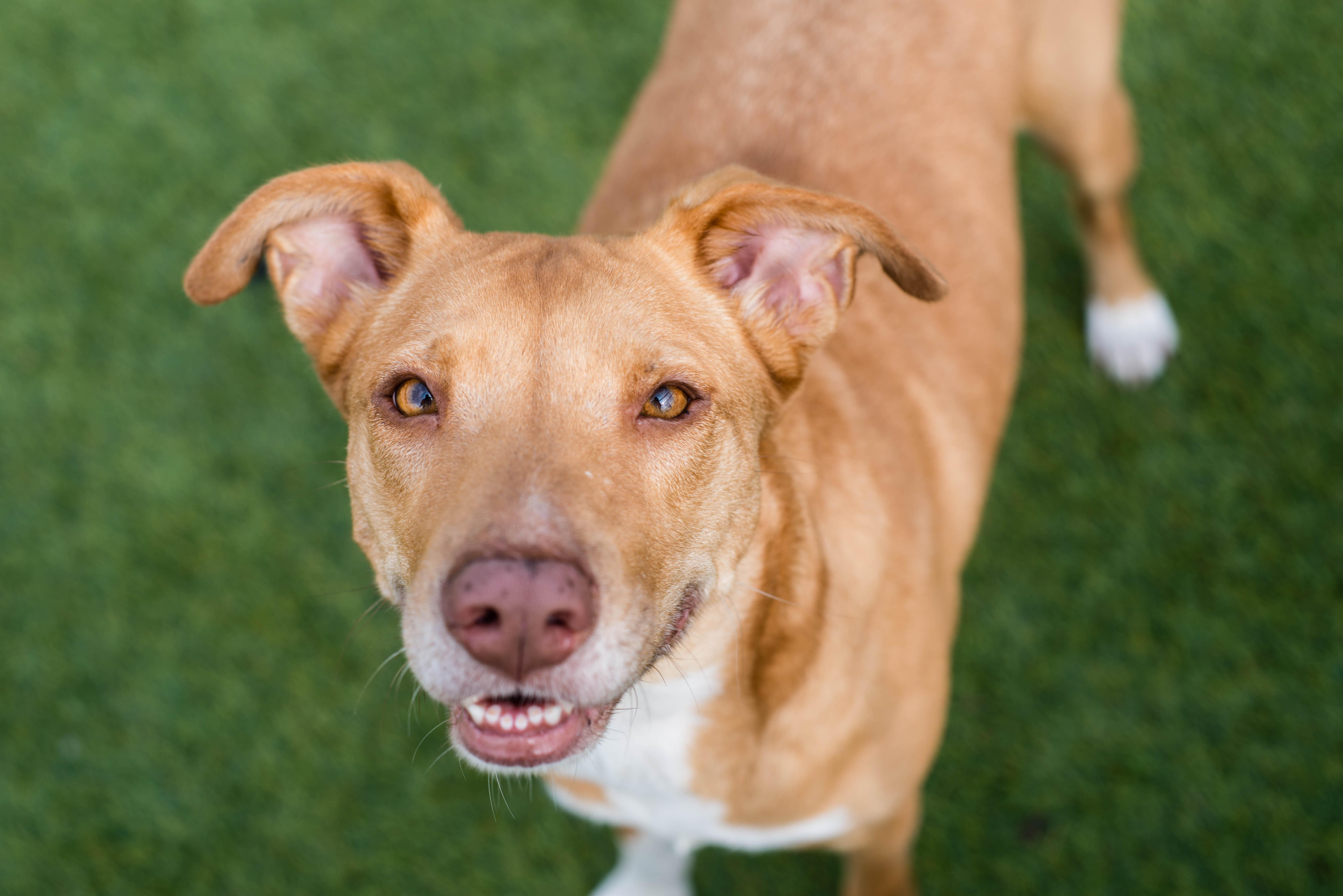 Enlarge Dumpling, a ADOPTABLE mixed breed in Mont Belvieu, TX image 2/4