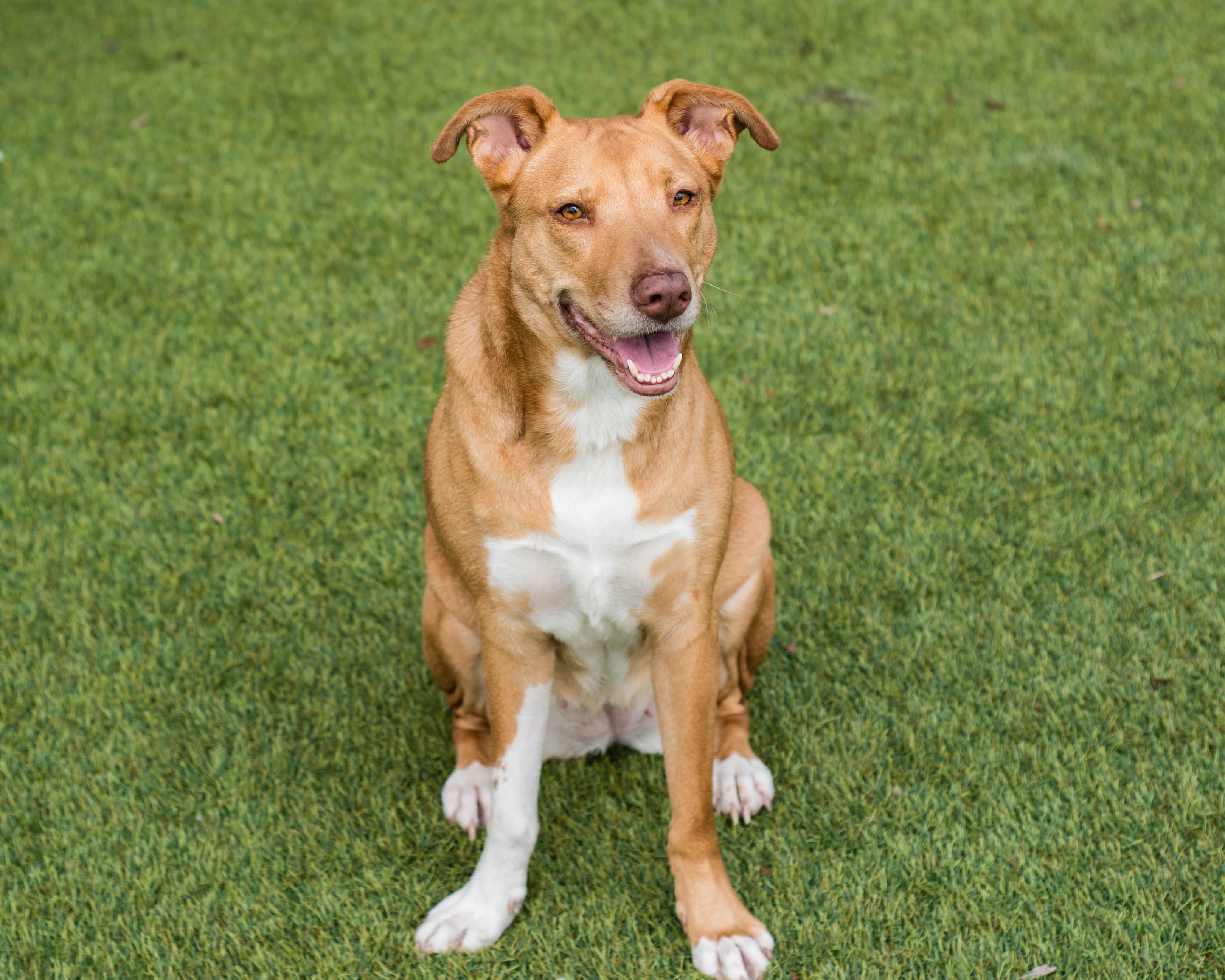 Enlarge Dumpling, a ADOPTABLE mixed breed in Mont Belvieu, TX image 4/4