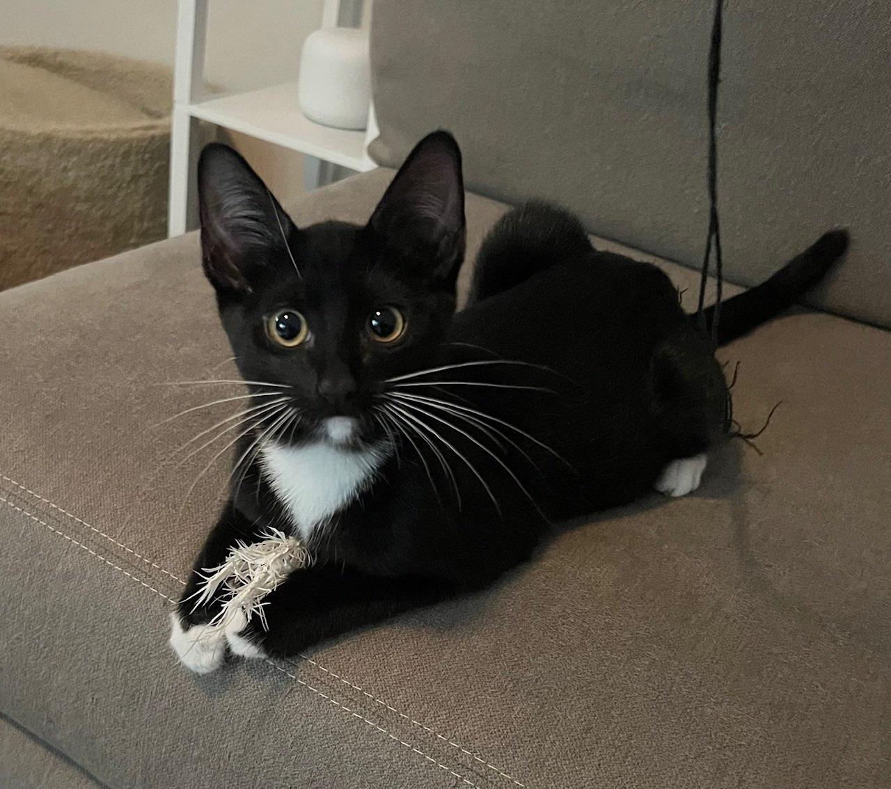 Charming Chip - Potato Kitten - Handsome Tuxedo Fella - Videos