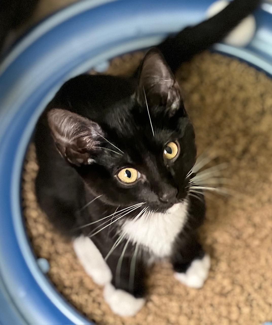 CHIP  12-week-old sleek tuxedo kitten and feather wand enthusiast Chip is the smallest of the PotaT