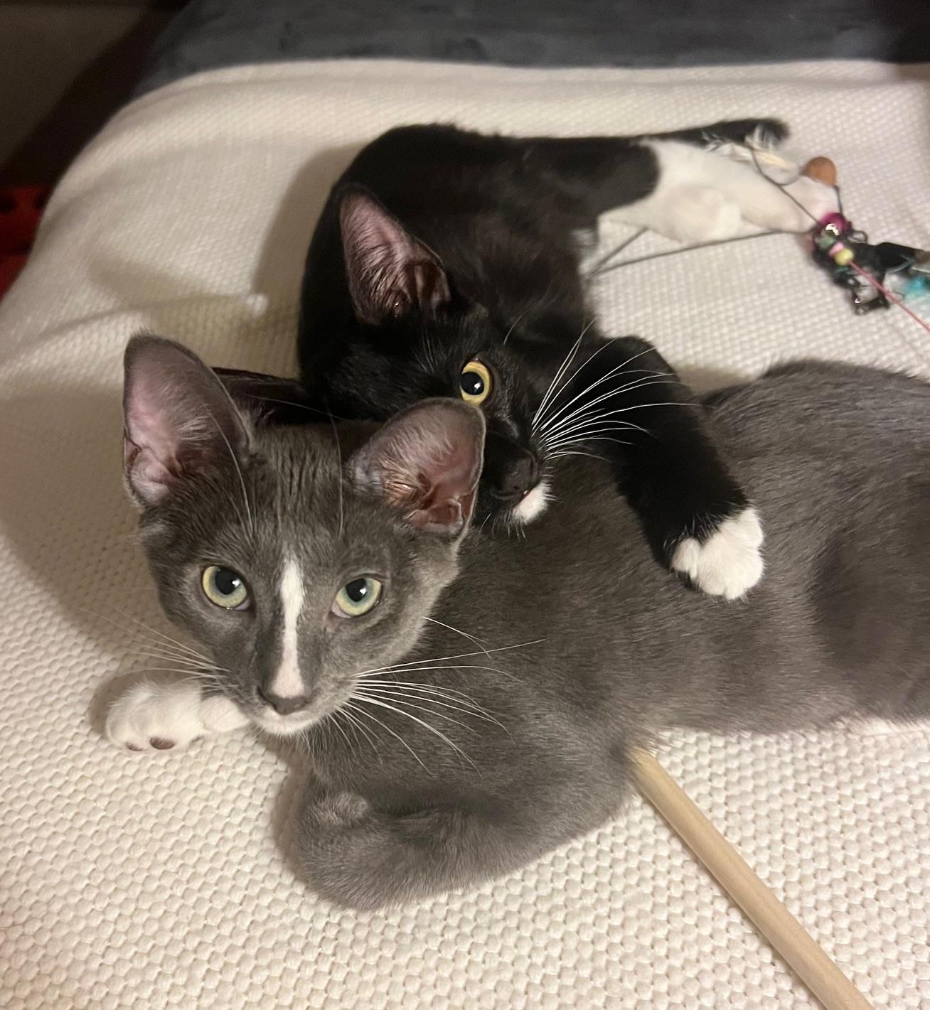 Charming Chip - Potato Kitten - Handsome Tuxedo Fella - Videos