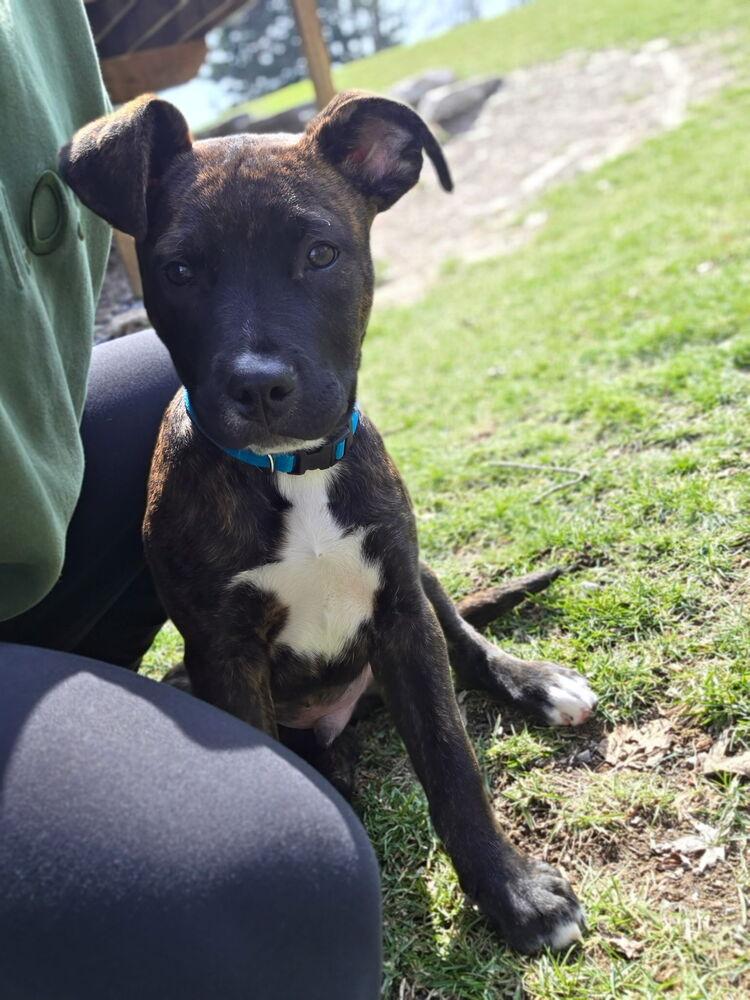 Enlarge Richard, a Adoptable mixed breed in Grand Rapids, MI image 1/6