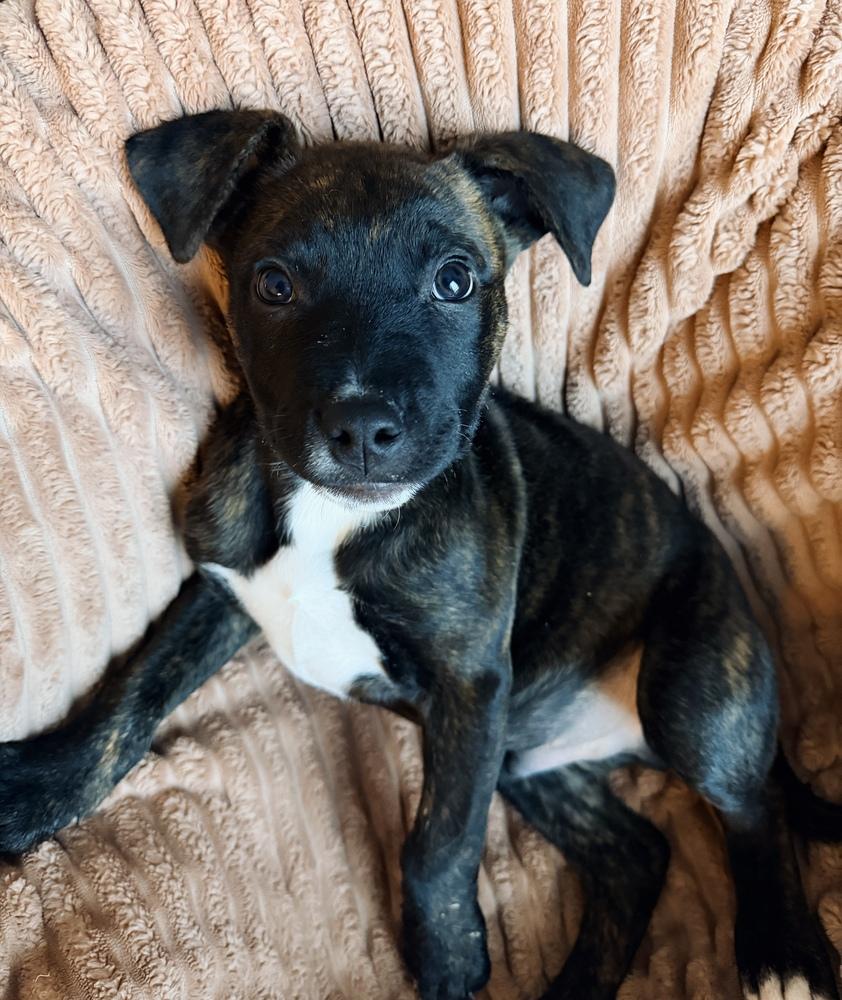 Richard, a Adoptable mixed breed in Grand Rapids, MI image 2/4