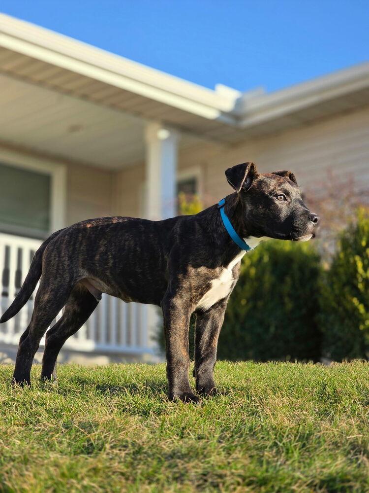 Enlarge Richard, a Adoptable mixed breed in Grand Rapids, MI image 2/6