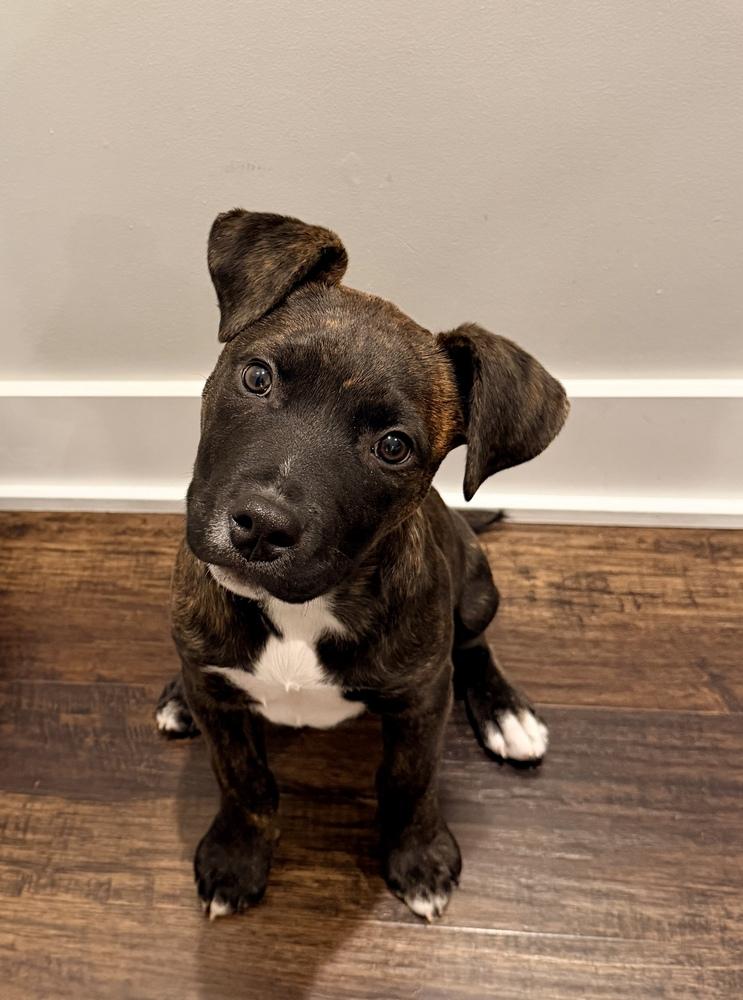 Enlarge Richard, a Adoptable mixed breed in Grand Rapids, MI image 6/6