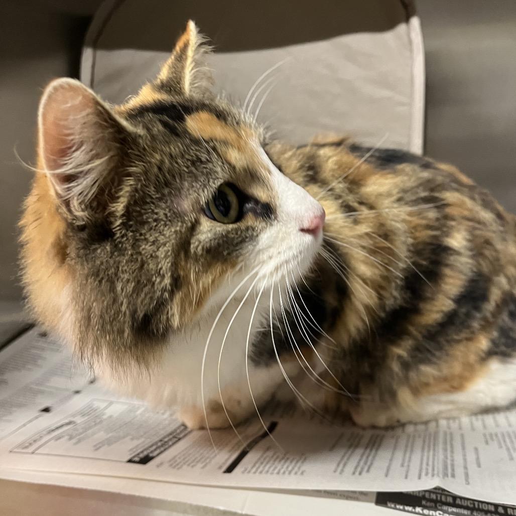 Swap Shop thumbnail 2