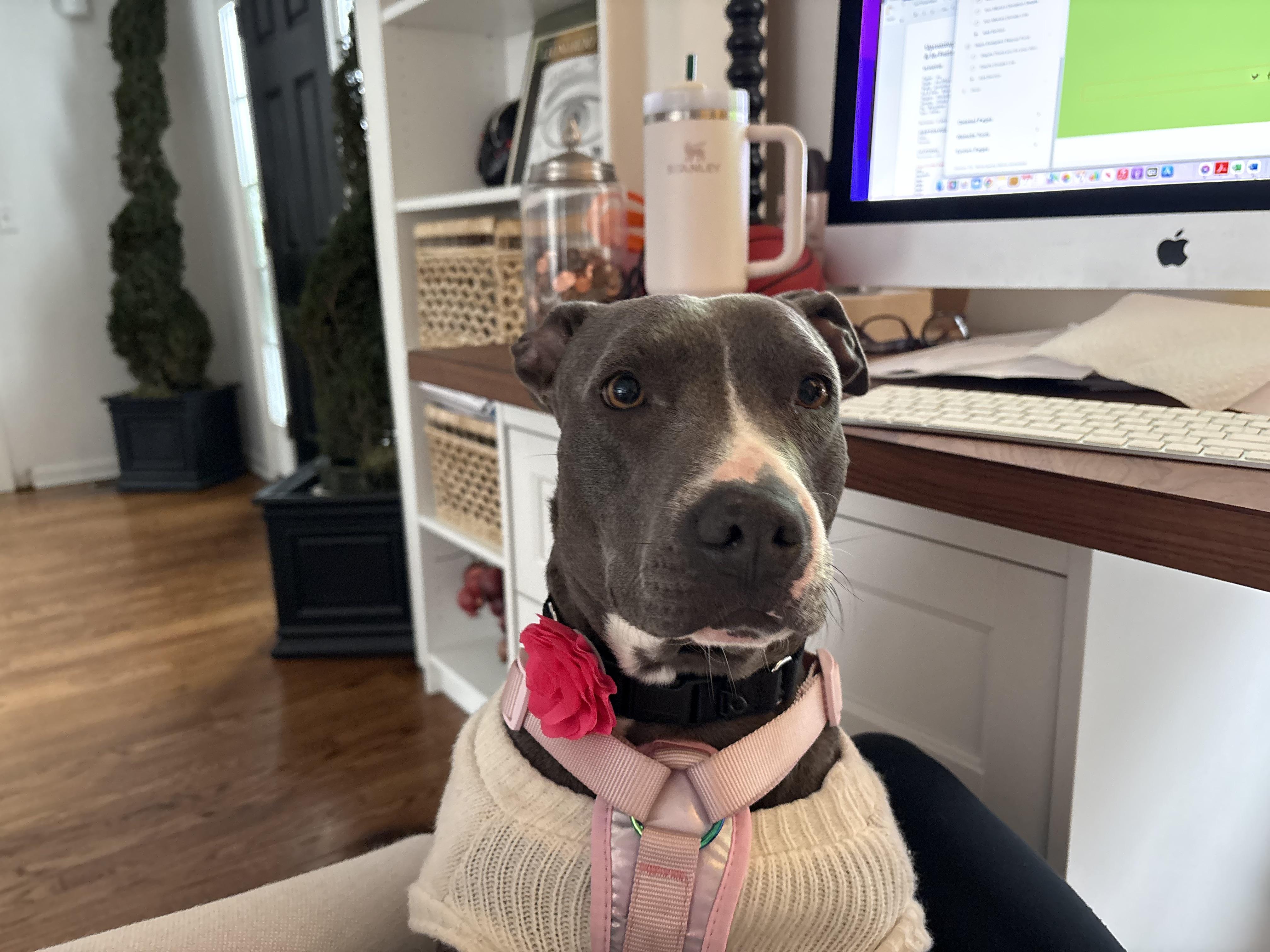 Enlarge CUPCAKE, an adopted mixed breed in Branford, CT image 3/4