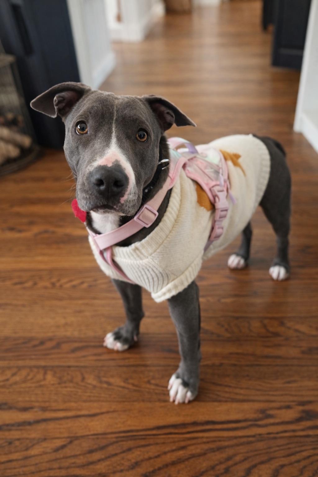 Enlarge CUPCAKE, an adopted mixed breed in Branford, CT image 2/4